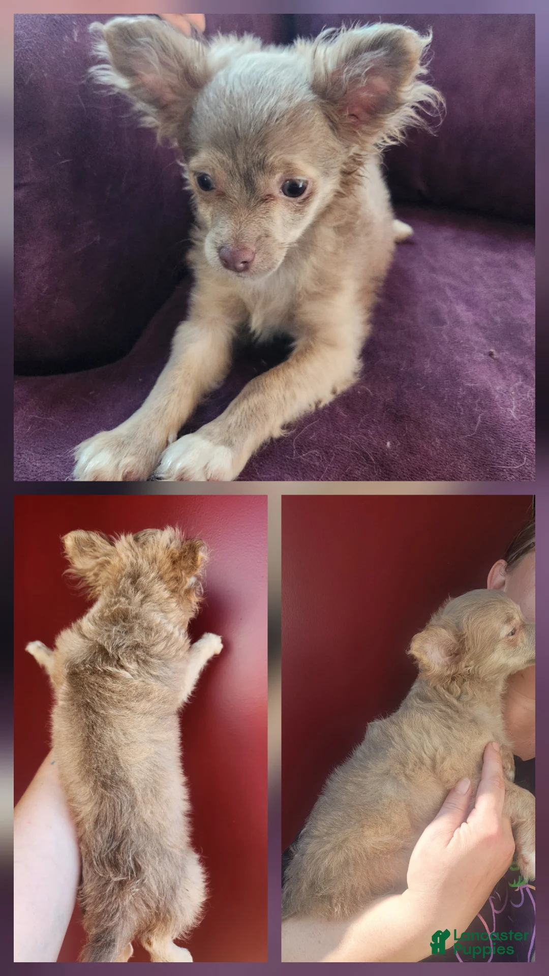 Chihuahua dogs for sale: Jasper - Ad 1