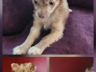 Chihuahua dogs Jasper - Ad 42