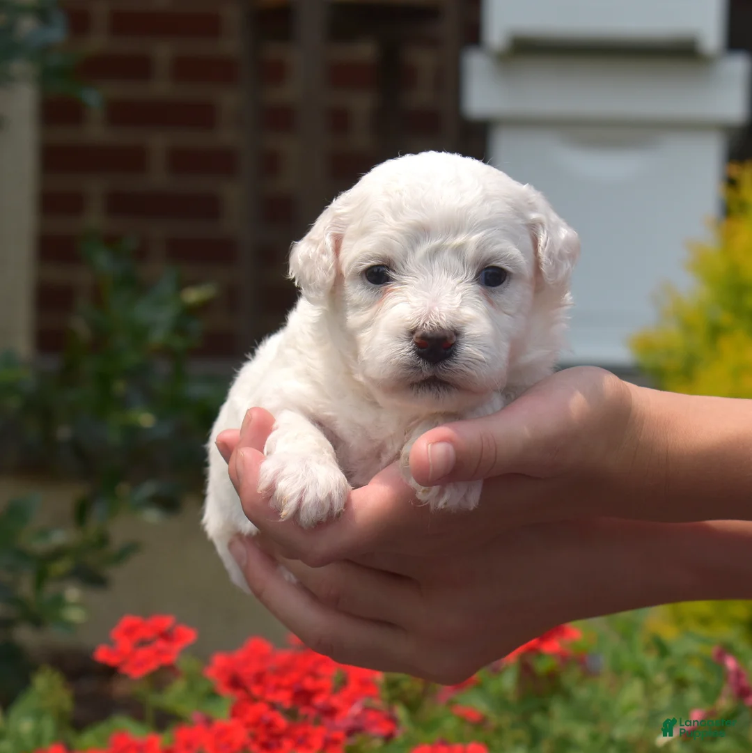 Bichon Frise dogs for sale: Boots - Ad 1