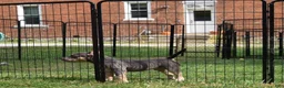 American Bully dogs for sale: American Bully 1 - Ad 7