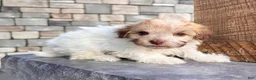 Havanese dogs for sale: Ginger - Ad 2