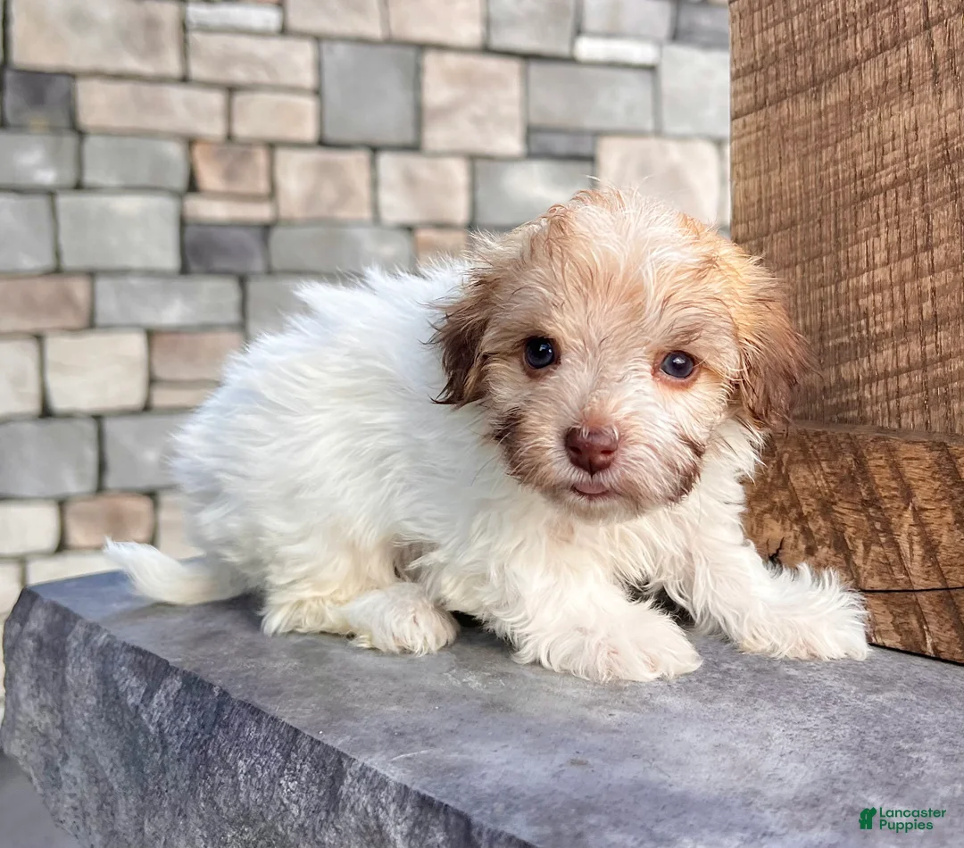 Havanese dogs for sale: Ginger - Ad 2