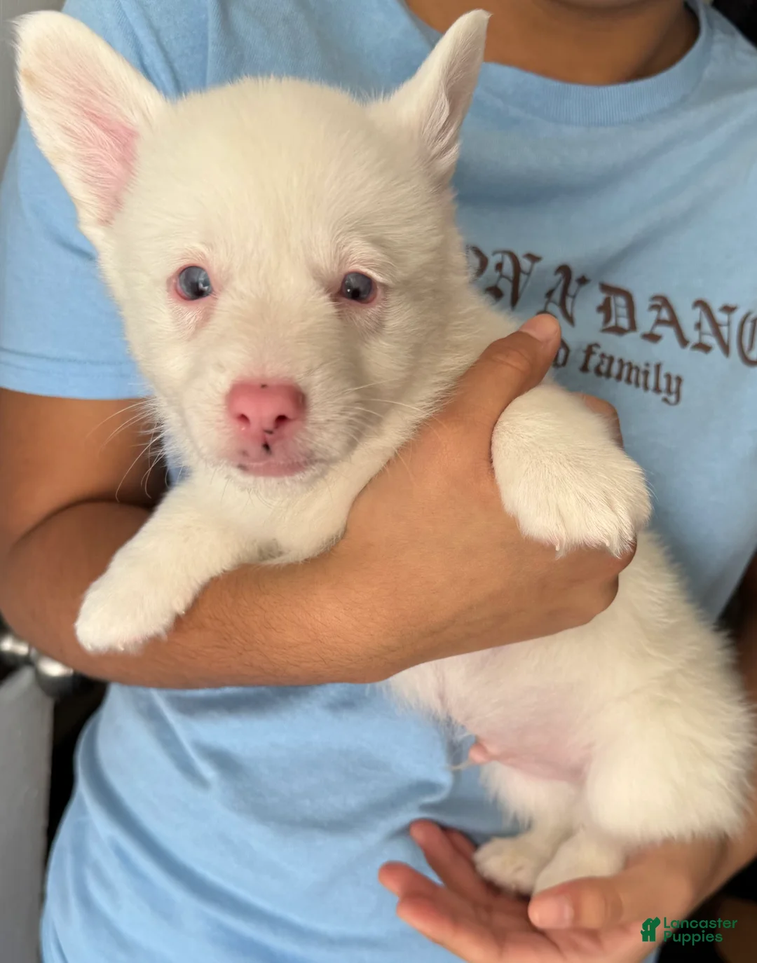 Welsh Corgi Pembroke dogs for sale: Casper - Ad 3