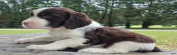 English Springer Spaniel dogs for sale: English Springer Spaniel Puppy  Adam - Ad 3