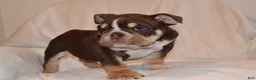 English Bulldog dogs for sale: Bucky (chocolate tri) - Ad 1