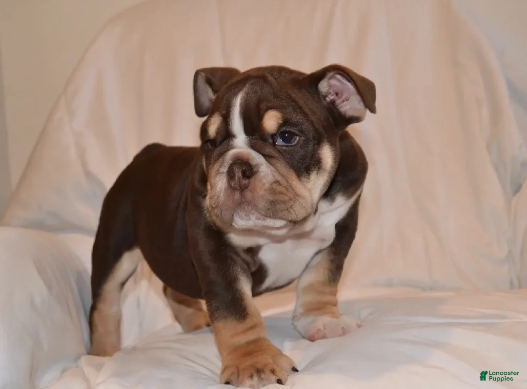 English Bulldog dogs for sale: Bucky (chocolate tri) - Ad 1