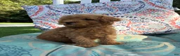 Mini Goldendoodle dogs for sale: Princess - Ad 13