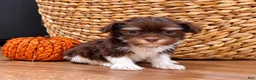 Havanese dogs for sale: Mischief - Ad 3