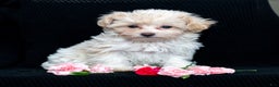 Maltipoo dogs for sale: Honey - Ad 3