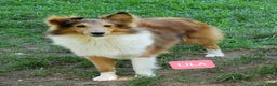 Shetland Sheepdog dogs for sale: Shetland Sheepdog Puppy 1 - Ad 3