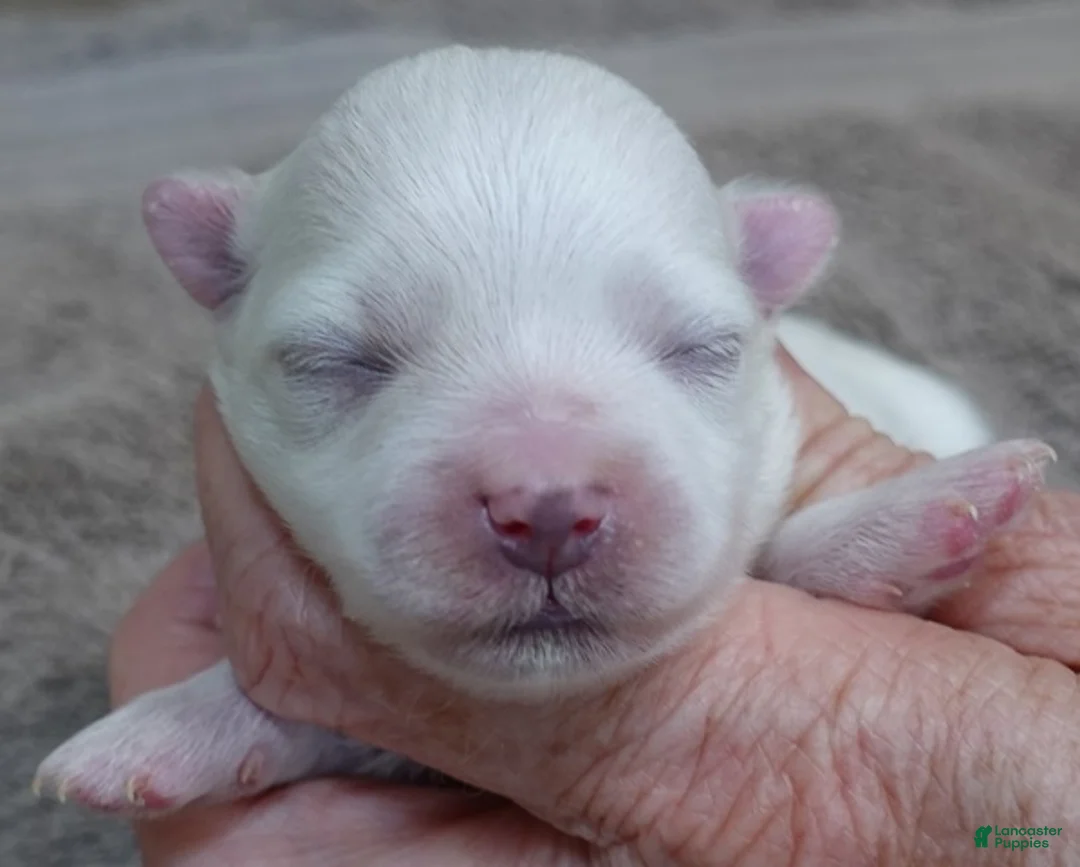 Maltese dogs for sale: Harlow - Ad 8