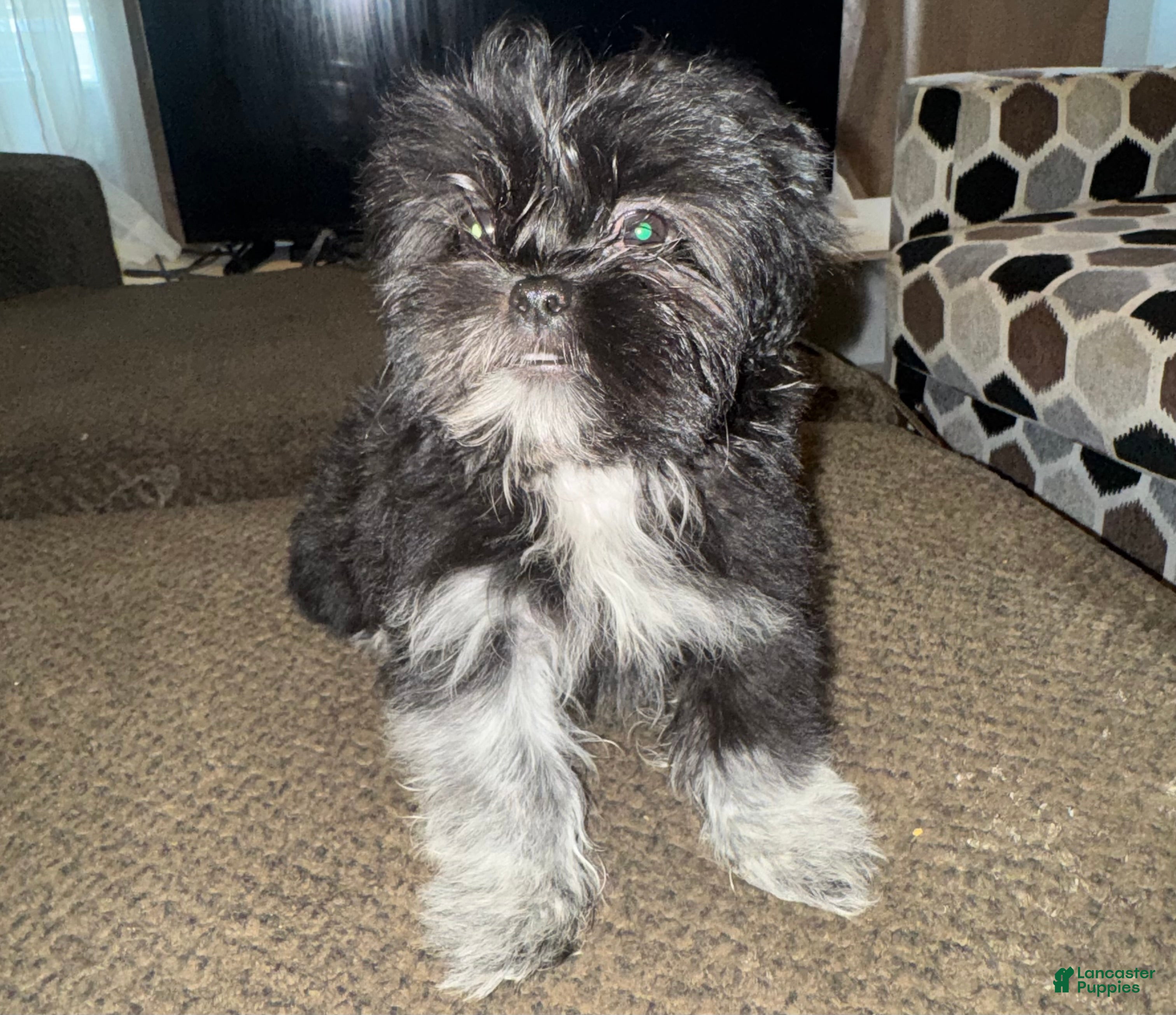 Shih Tzu dogs Rosie - Ad 30