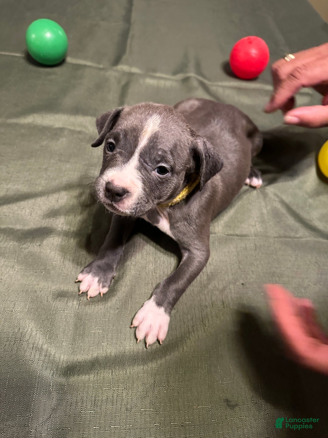 American Bully dogs for sale: Bella (Yellow) ABKC Blue - Ad 9