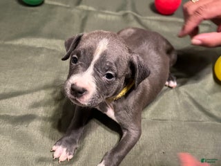 American Bully dogs - Ad 20