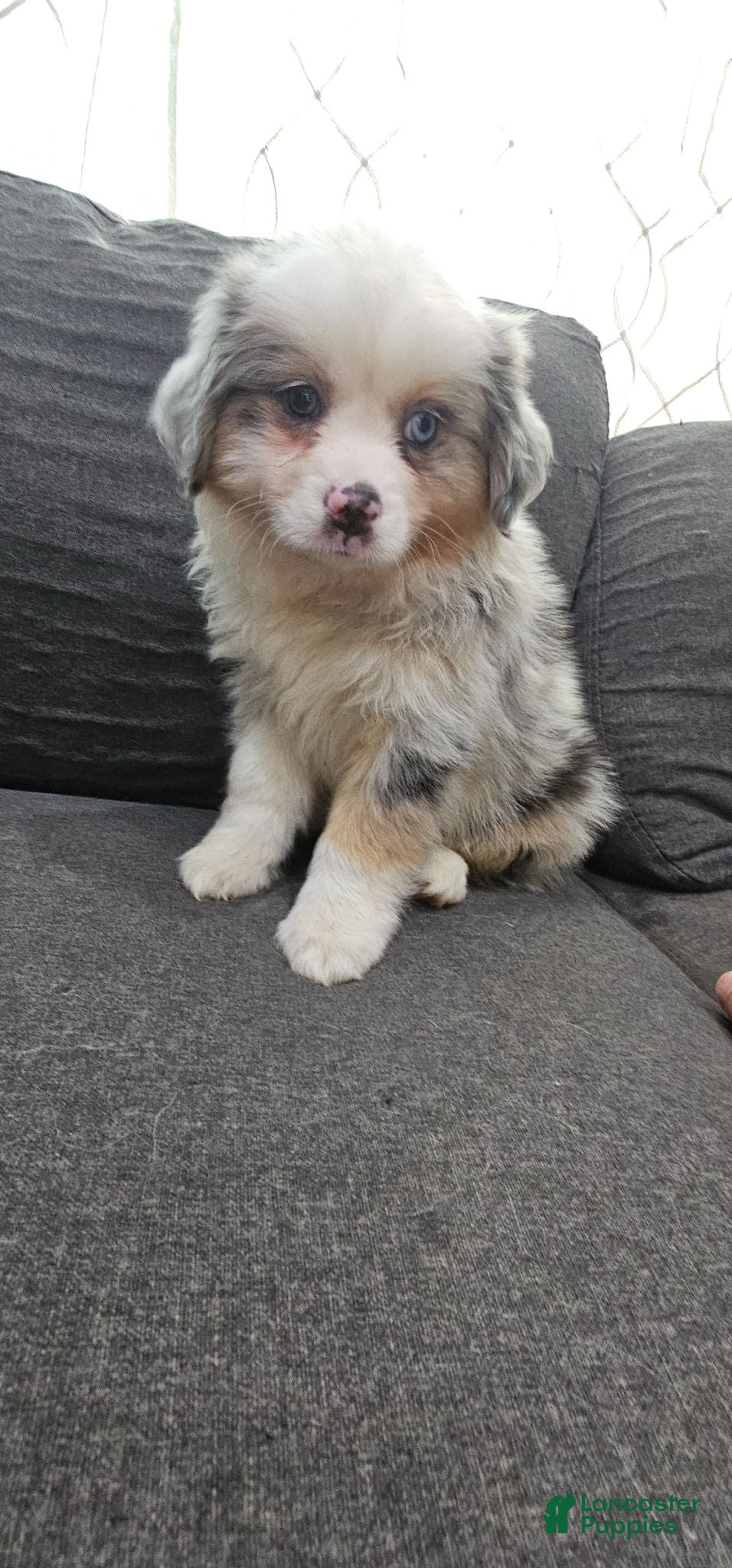 Miniature Australian Shepherd dogs Buddy - Ad 1