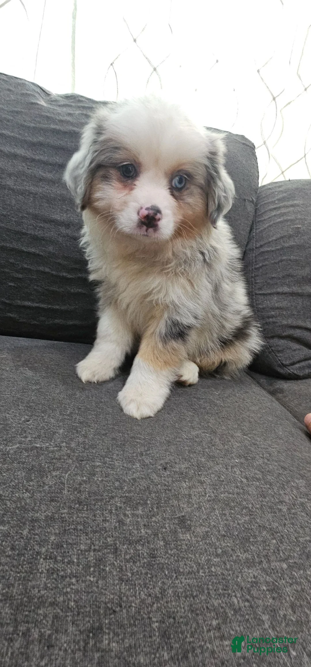Miniature Australian Shepherd dogs for sale: Buddy - Ad 1