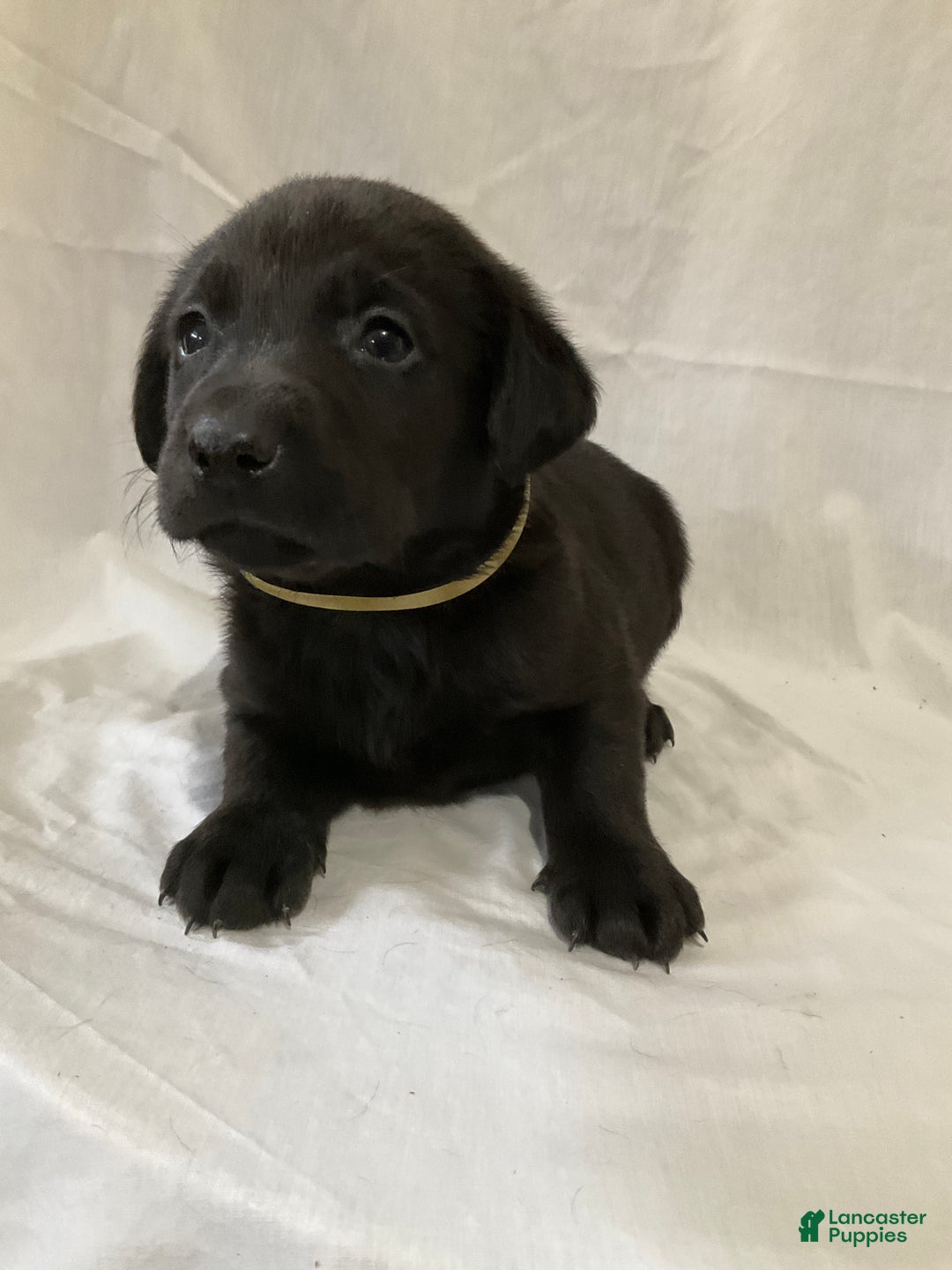 Labrador Retriever dogs for sale: Sadie - Ad 2