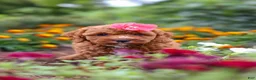 Cavapoo dogs for sale: Aspen - Ad 7