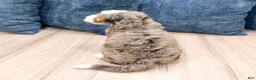 Mini Bernedoodle dogs for sale: Jewel - Ad 5