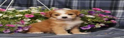 Cavapoo dogs for sale: BJs Wilma - Ad 1