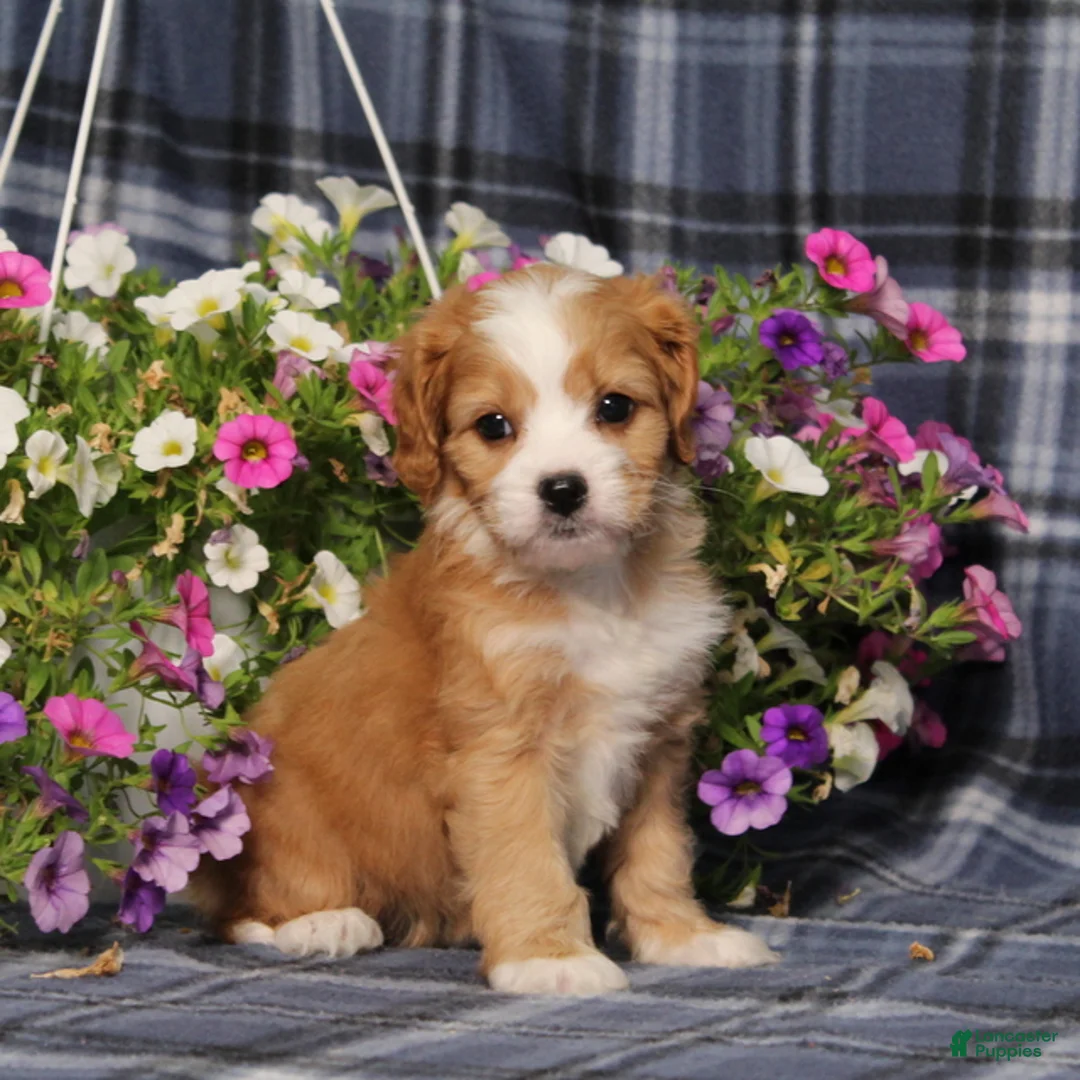 Cavapoo dogs for sale: BJs Wilma - Ad 1