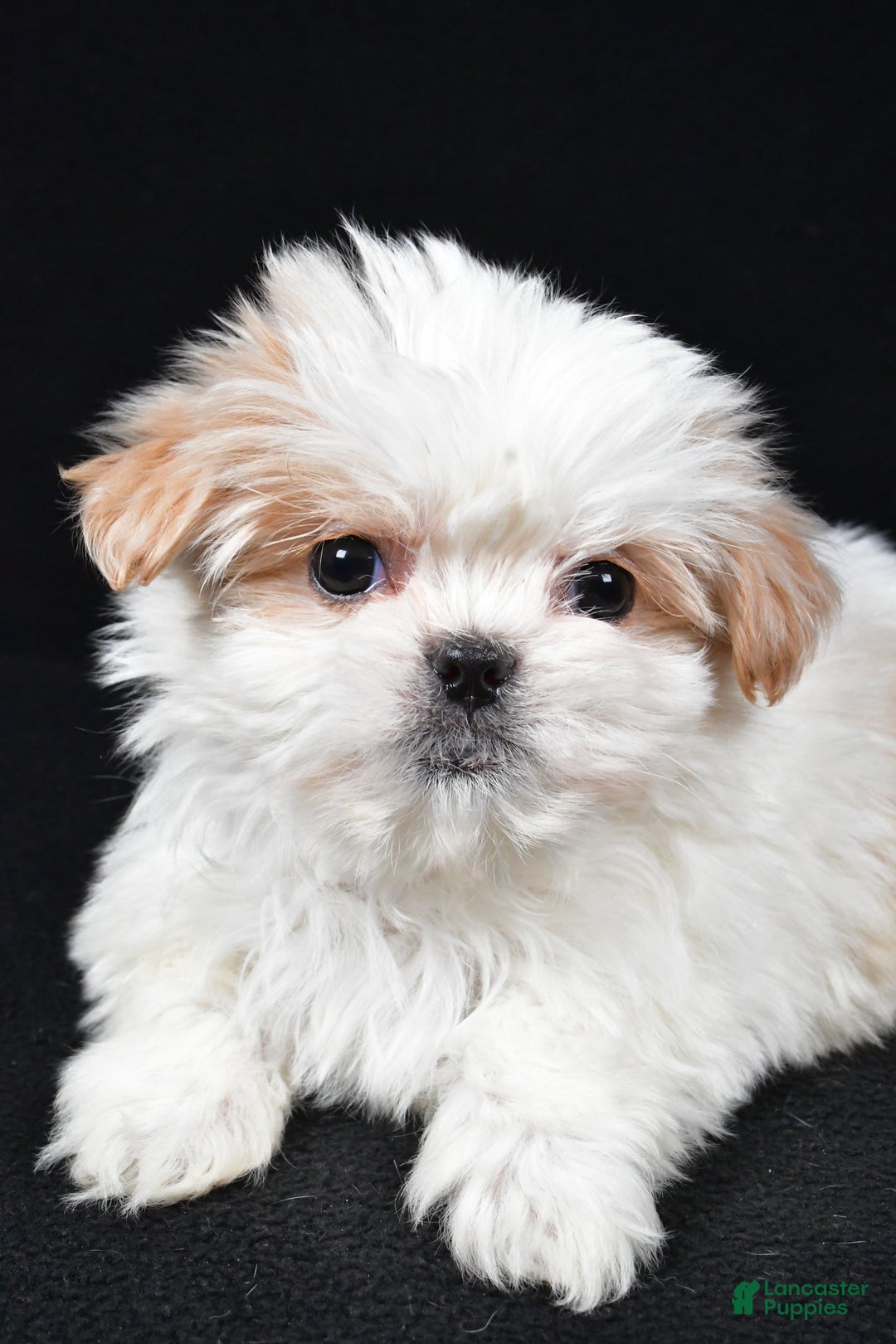 Malshi dogs for sale: Kylie - Ad 3