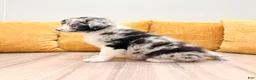 Australian Shepherd dogs for sale: Drew - Ad 5