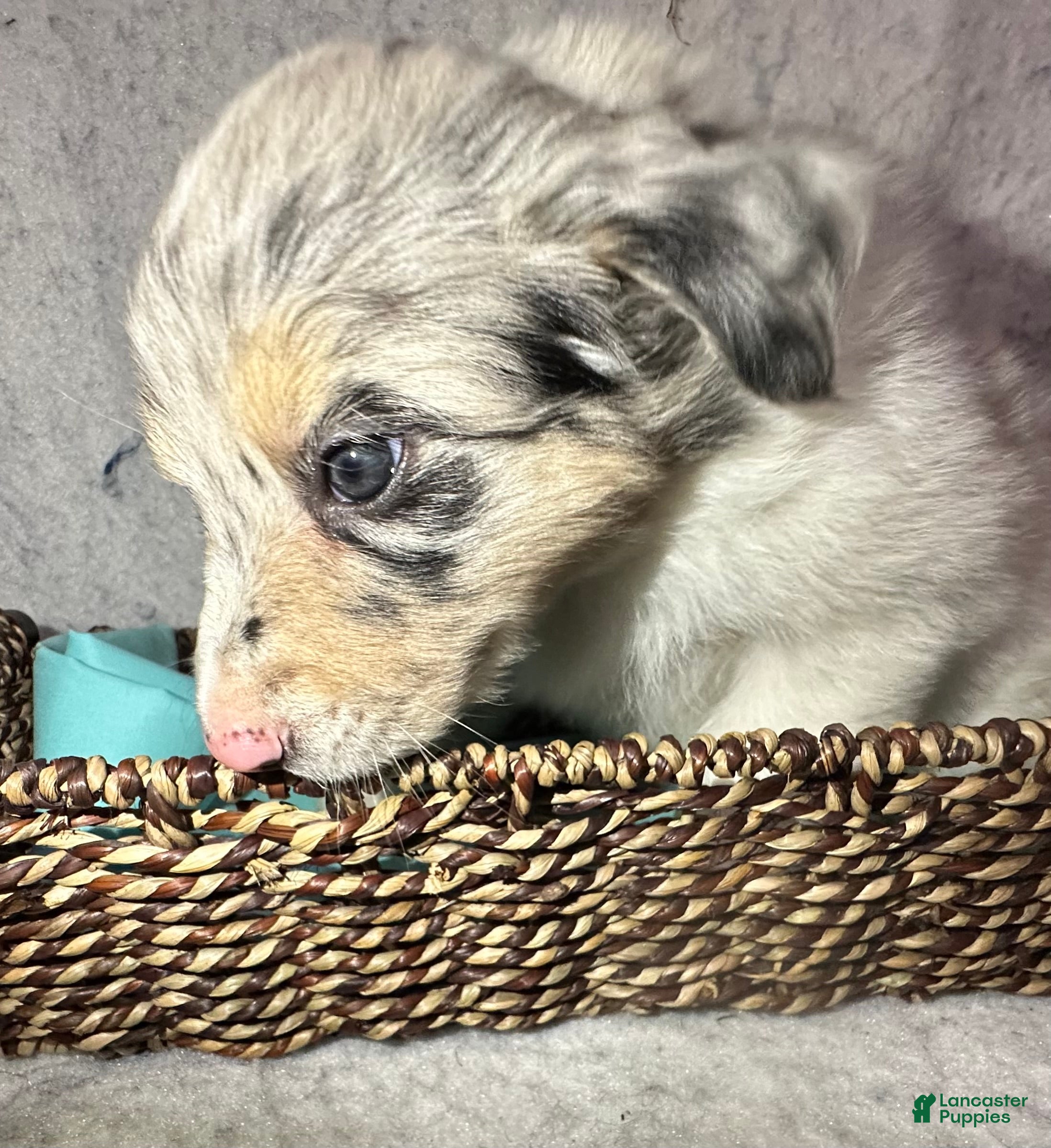 Border Collie dogs for sale: Dahlia - Ad 13