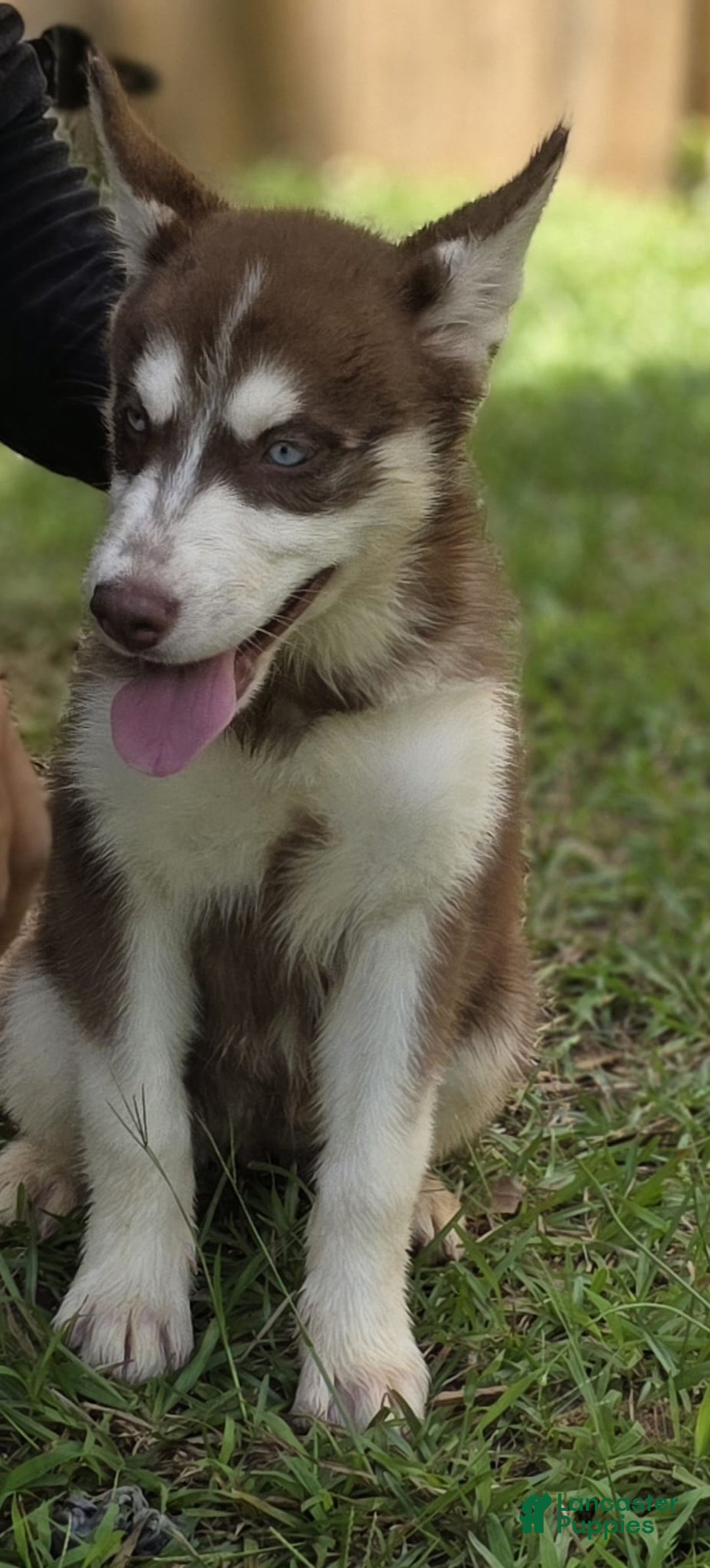 Siberian Husky dogs for sale: Panda - Ad 8