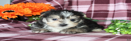Morkie dogs for sale: Snowflakes - Ad 2