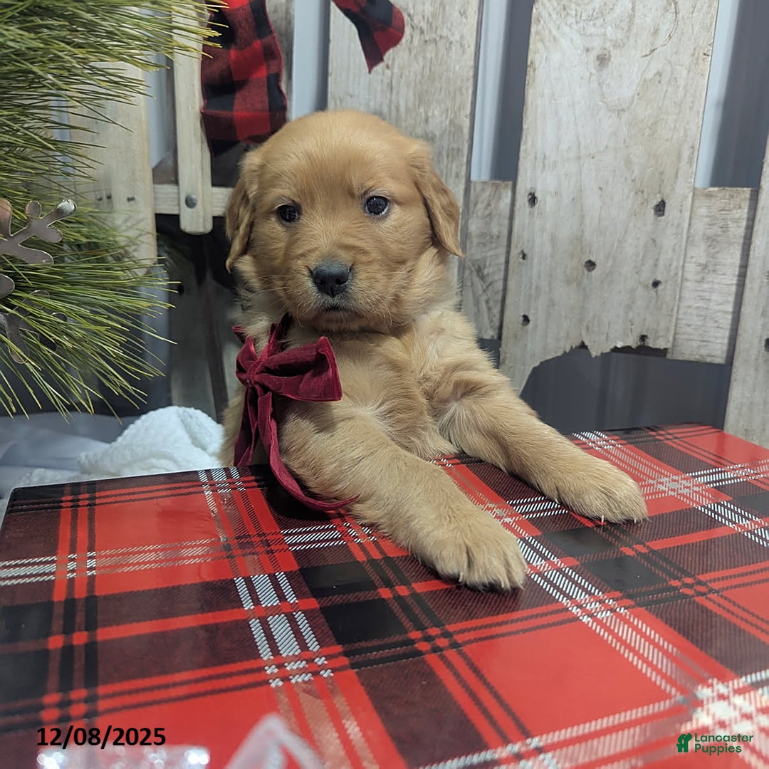 Golden Retriever dogs for sale: Present - Ad 1