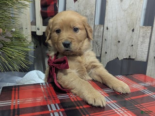 Golden Retriever dogs Present - Ad 5