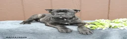 Cane Corso dogs for sale: Brody - Ad 4