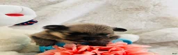 Pomeranian dogs for sale: Pomeranian 2 - Ad 5