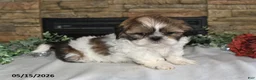 Shih Tzu dogs for sale: Theo - Ad 4