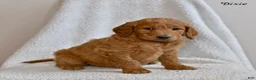 Goldendoodle dogs for sale: Dixie  - Ad 3