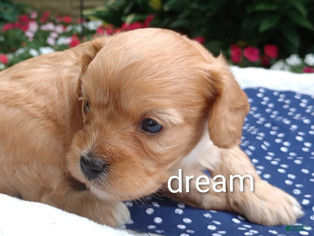 Cavapoo dogs for sale: Laredo  - Ad 1