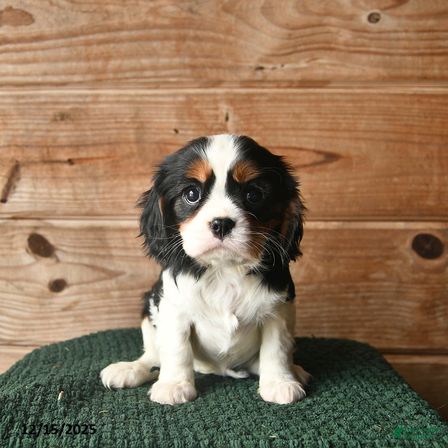 Cavalier King Charles Spaniel dogs Opal  - Ad 29