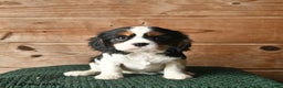 Cavalier King Charles Spaniel dogs for sale: Opal  - Ad 1