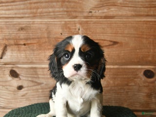 Cavalier King Charles Spaniel dogs Opal - Ad 29