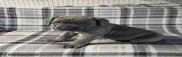 Cane Corso dogs for sale: Duke - Ad 4