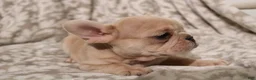French Bulldog dogs for sale: Lacey - Ad 14