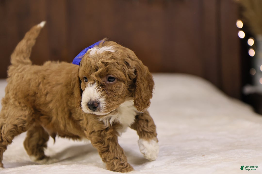 Goldendoodle dogs for sale: Ralphie - Ad 7