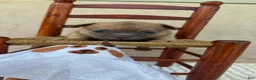 Chihuahua dogs for sale: Chihuahua 2 - Ad 15