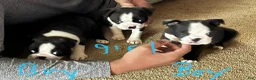 Boston Terrier dogs for sale: Boston Terrier 3 - Ad 2