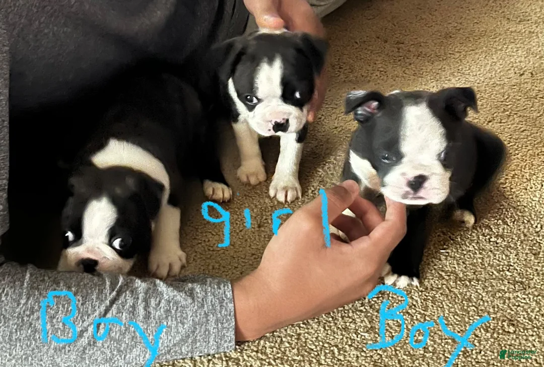 Boston Terrier dogs for sale: Boston Terrier 3 - Ad 2