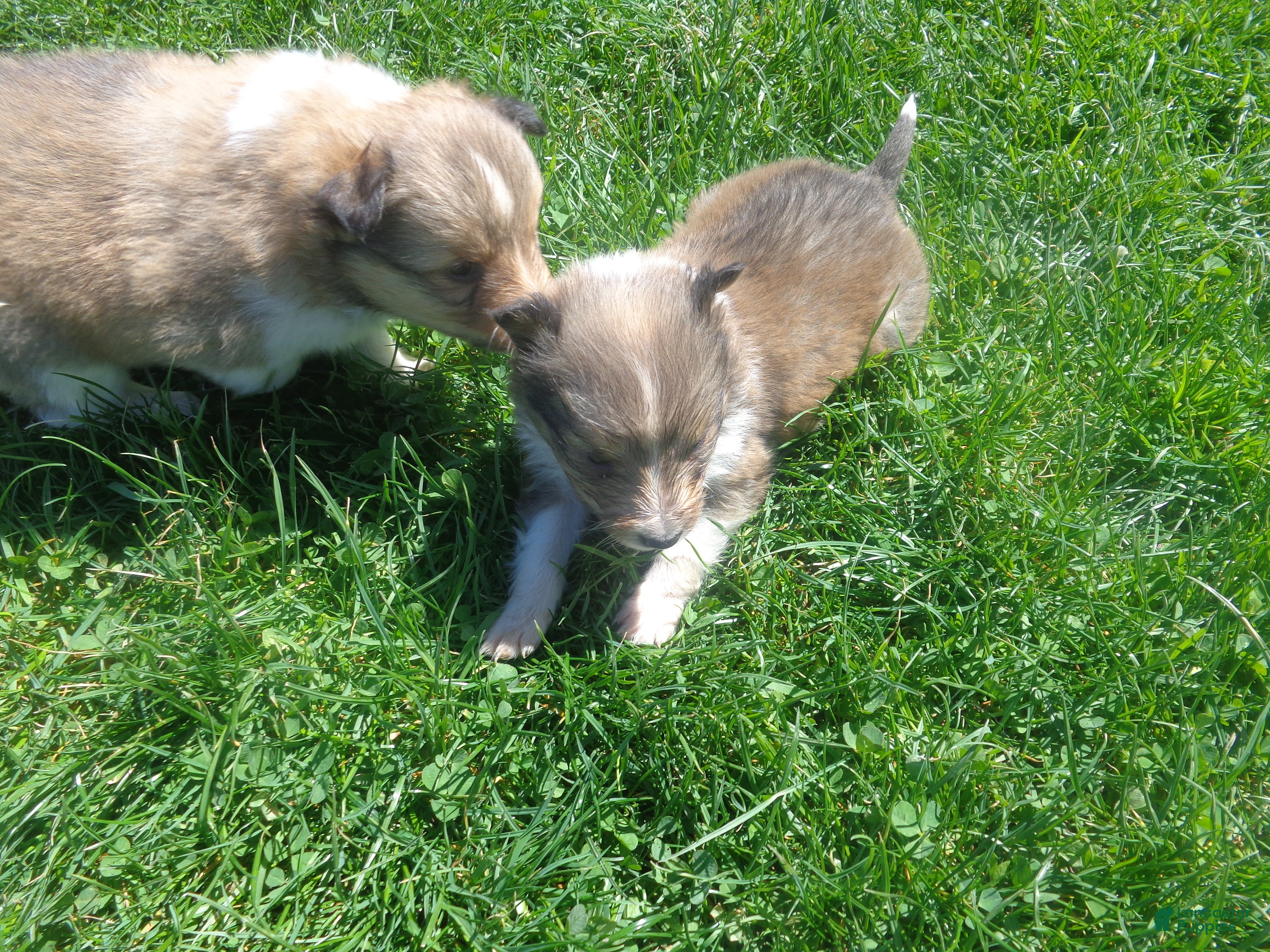 Shetland Sheepdog dogs Shetland Sheepdog Puppy 1 - Ad 1