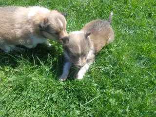 Shetland Sheepdog dogs for sale: Shetland Sheepdog Puppy 1 - Ad 3