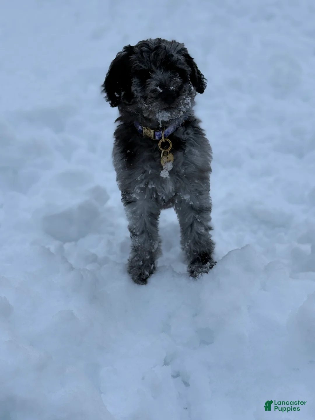 Goldendoodle dogs for sale: Goldendoodle Puppy 1 - Ad 7