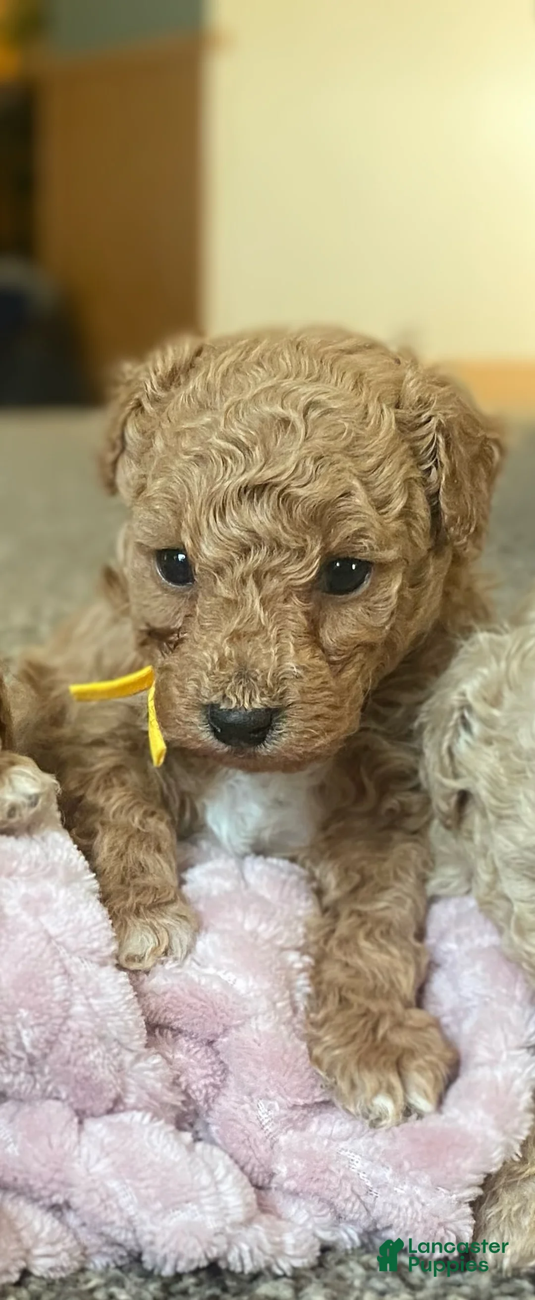 Toy Poodle dogs for sale: LITTLE JUNIOR  - Ad 7